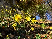 33 Siamo in autunno, ma restiamo fioriti